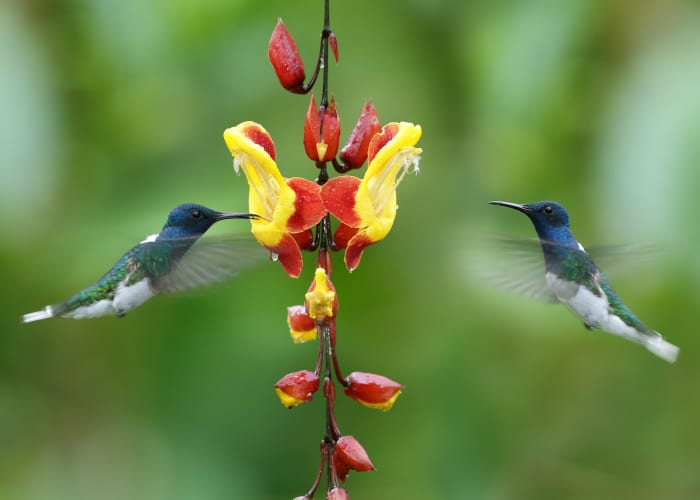 En plein coeur du temple de la biodiversité
