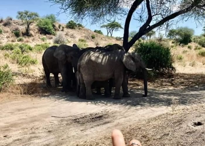 Dar es Salaam - Ruaha National Park