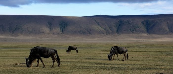 Cratère du Ngorongoro - Parc national du Serengeti
