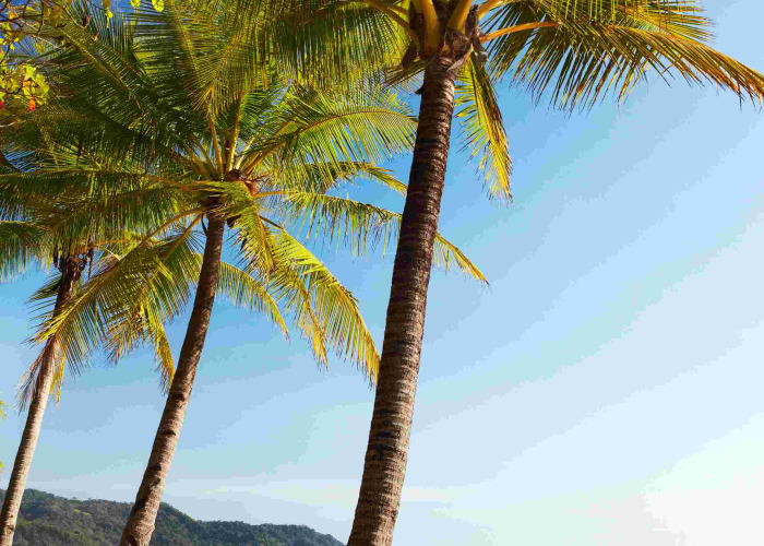 Cours de surf et Pura Vida