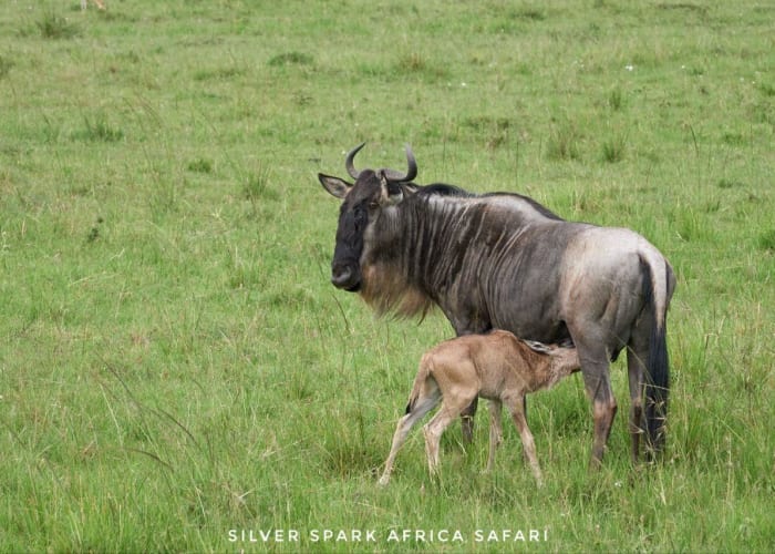Maasai Mara National Reserve