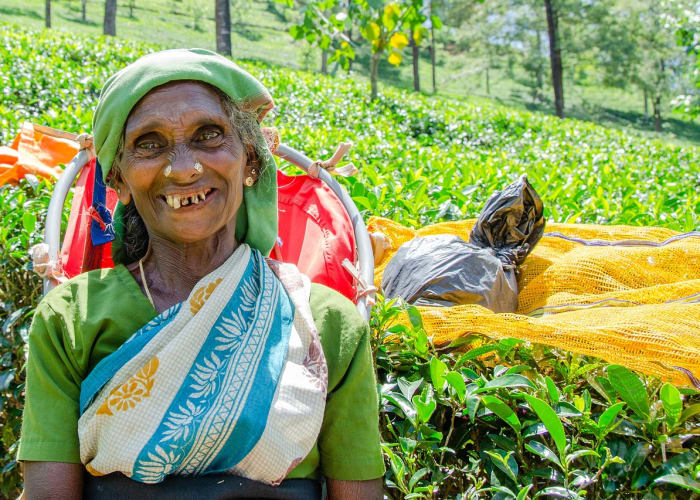 Ella - Nanu Oya -  Nuwara Eliya  (Approx. 5 hour drive)