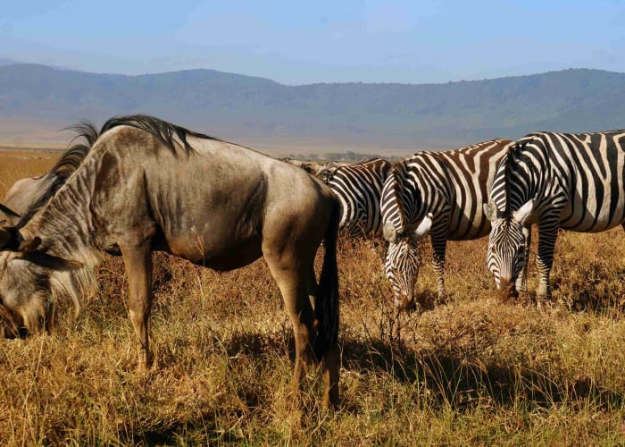 Bienvenue en Tanzanie