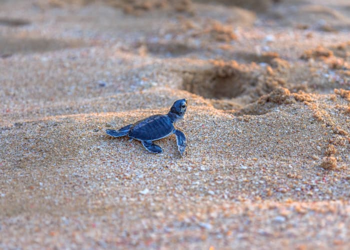 Masirah Island Ras Al Hadd : 331 km