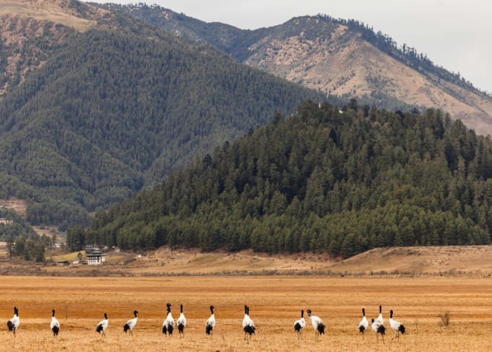De Punakha à Gangtey (Distance : 73 km, durée estimée du trajet : 2 heures)