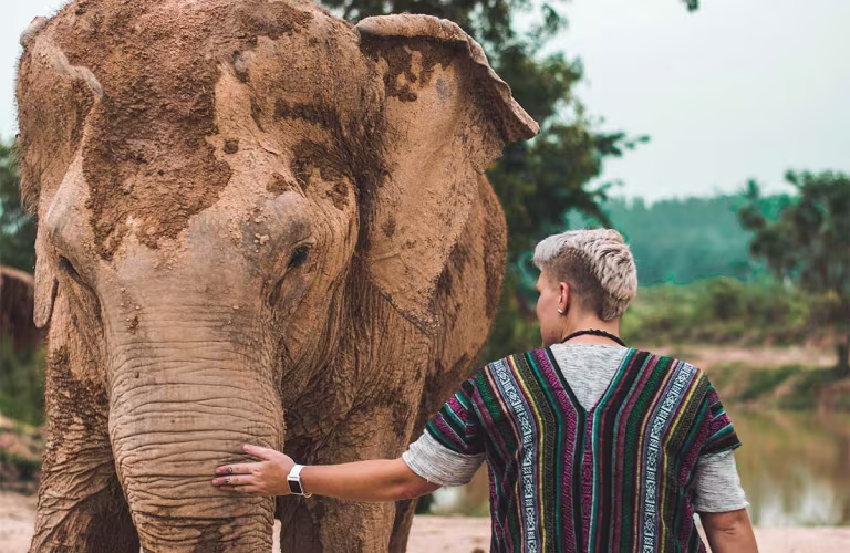 Voir des éléphants en Thaïlande tout en les protégeant, c'est possible !