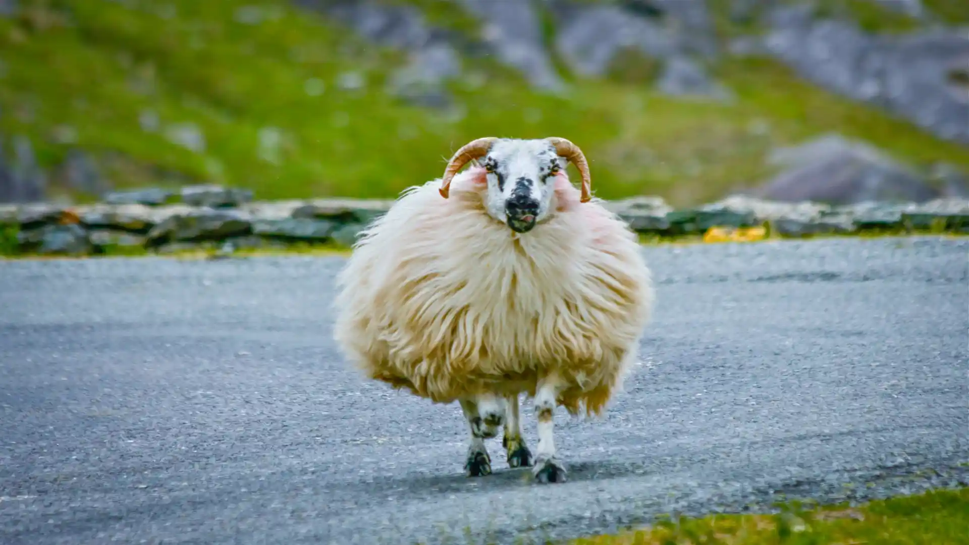 sheep standing on irish road in northern ireland