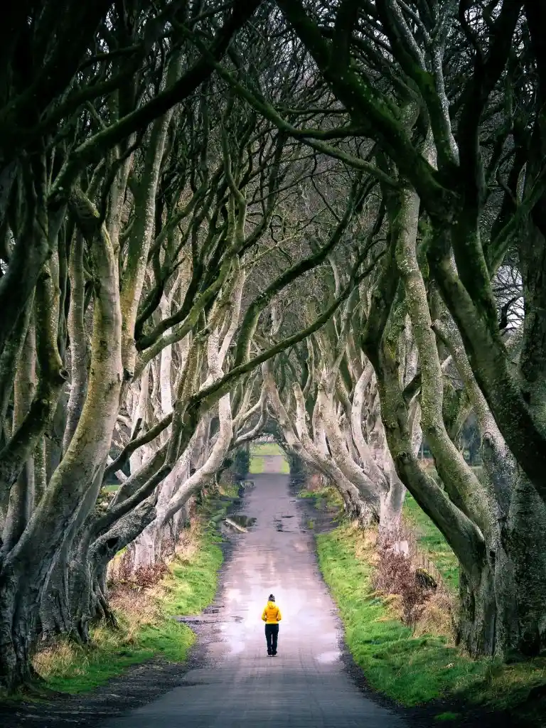 Drak Hedges tour northern ireland big e taxi