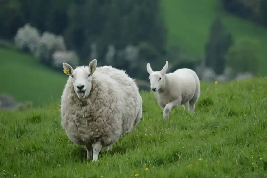 website design northern ireland sheep