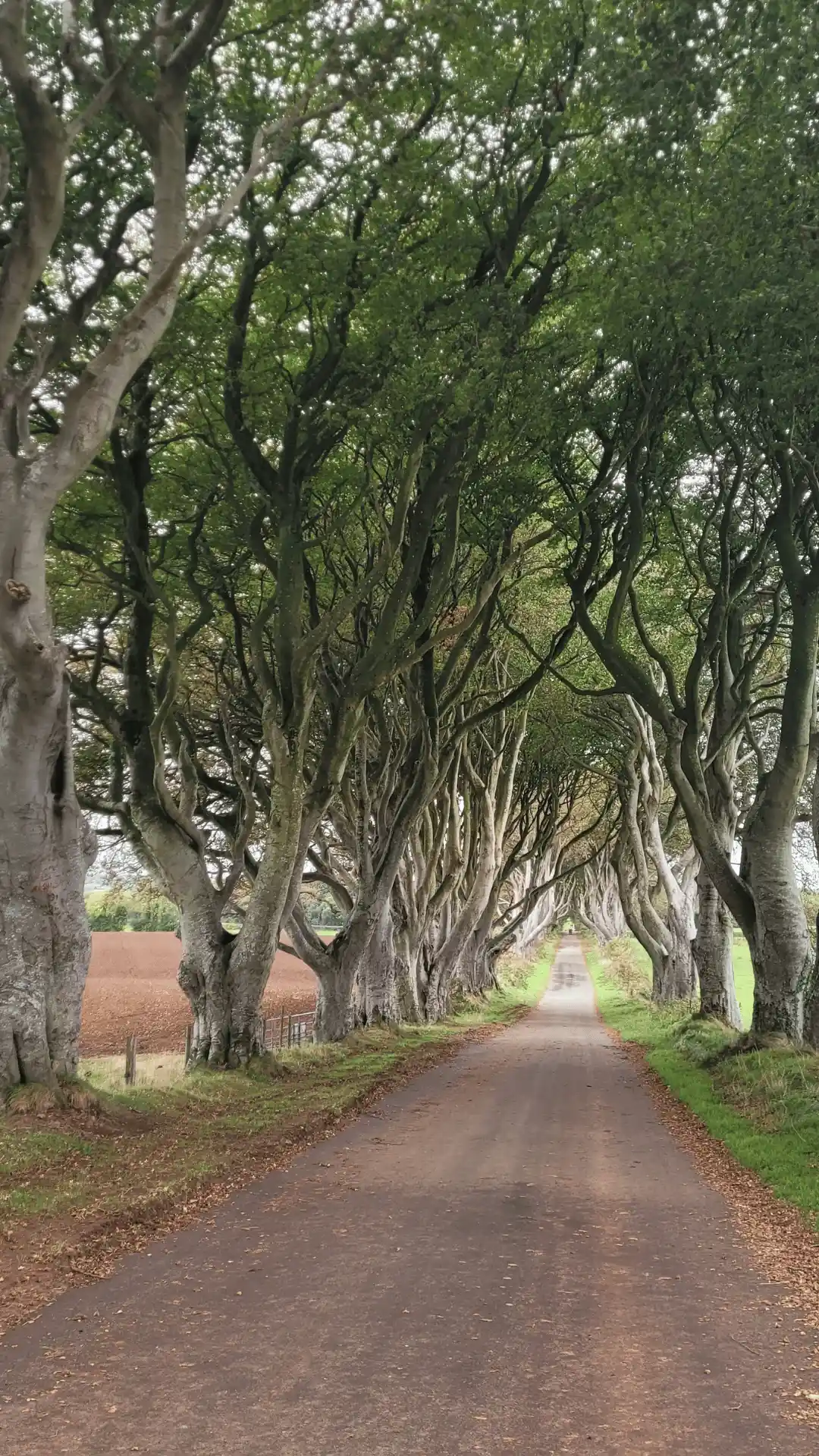 tour ireland the dark hedges, ireland tour package