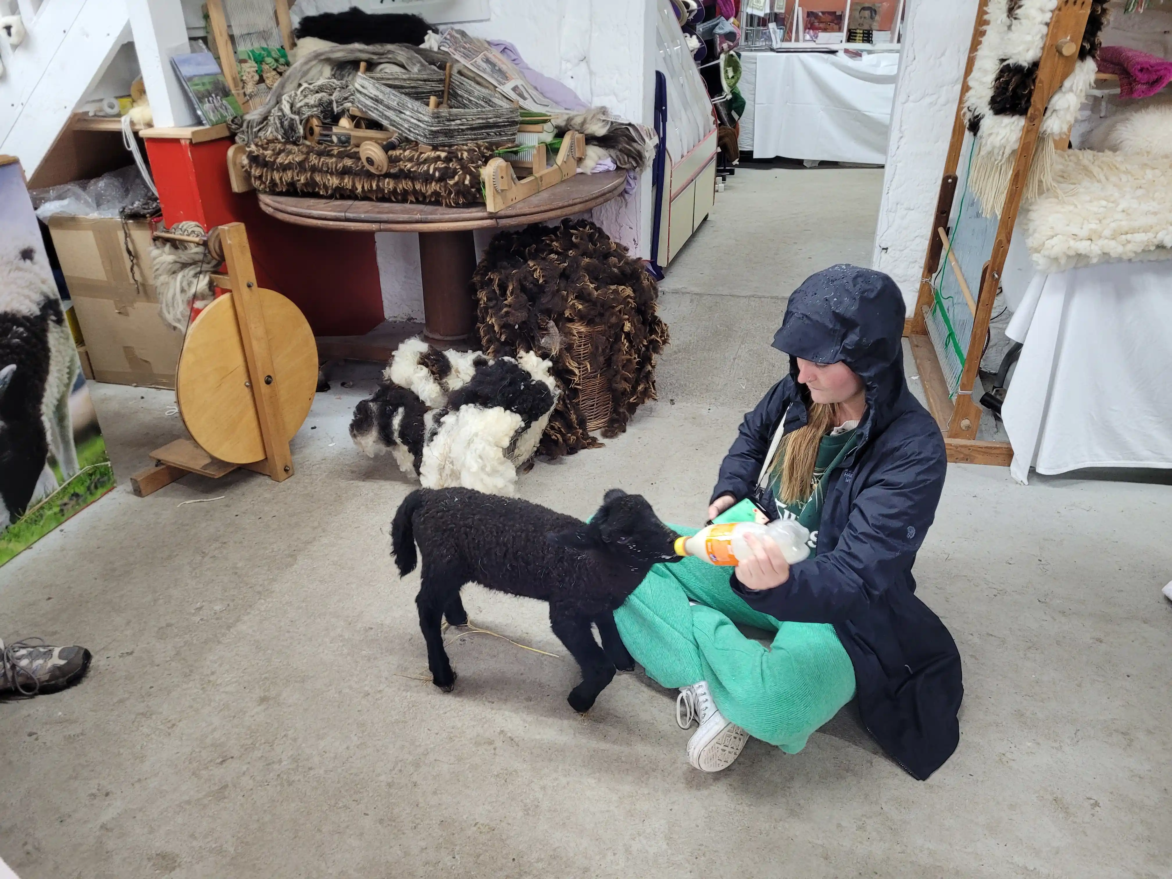 feeding baby sheep Ireland tour boyne valley