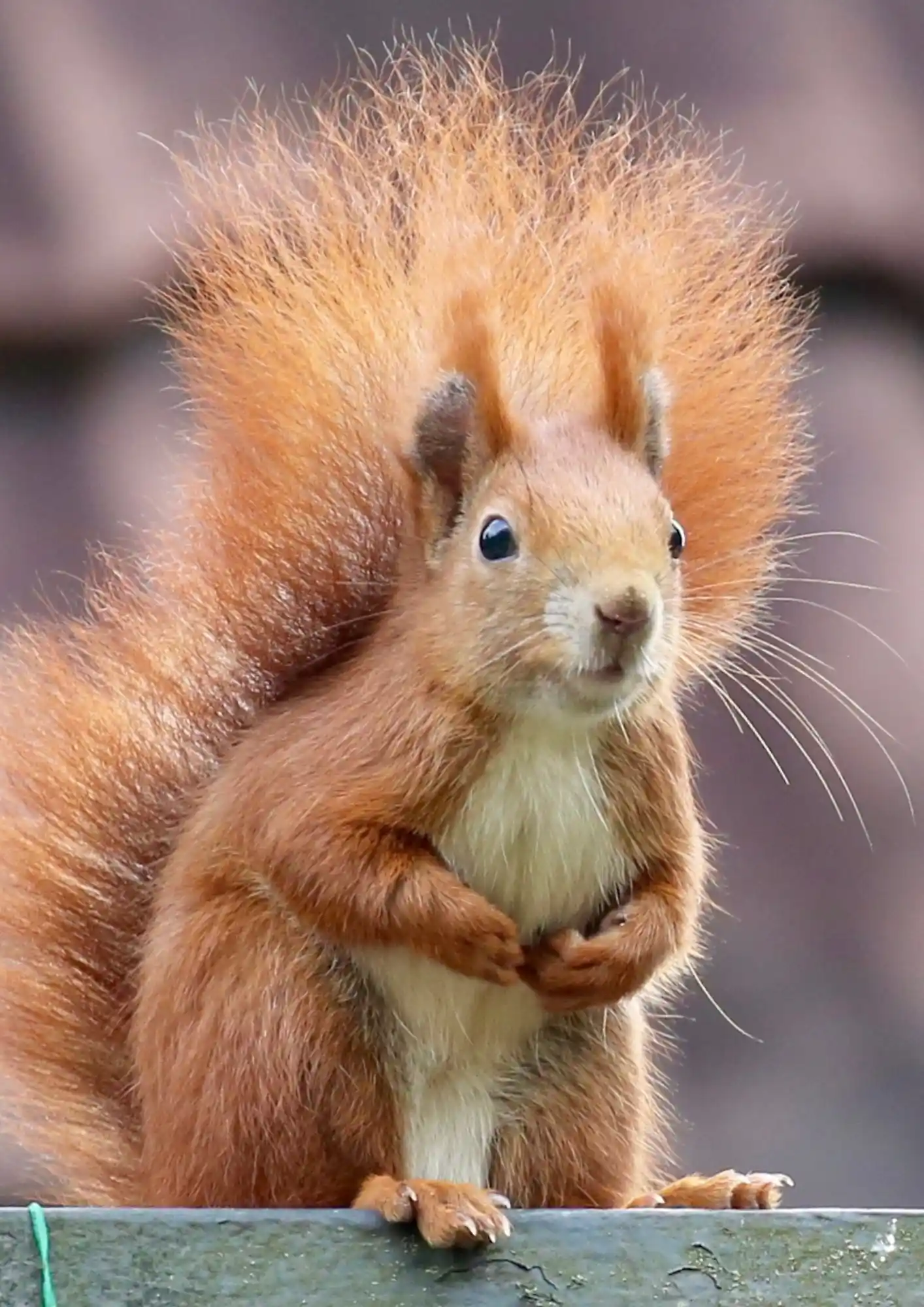 benefits of an ai squirrel feeding agent 