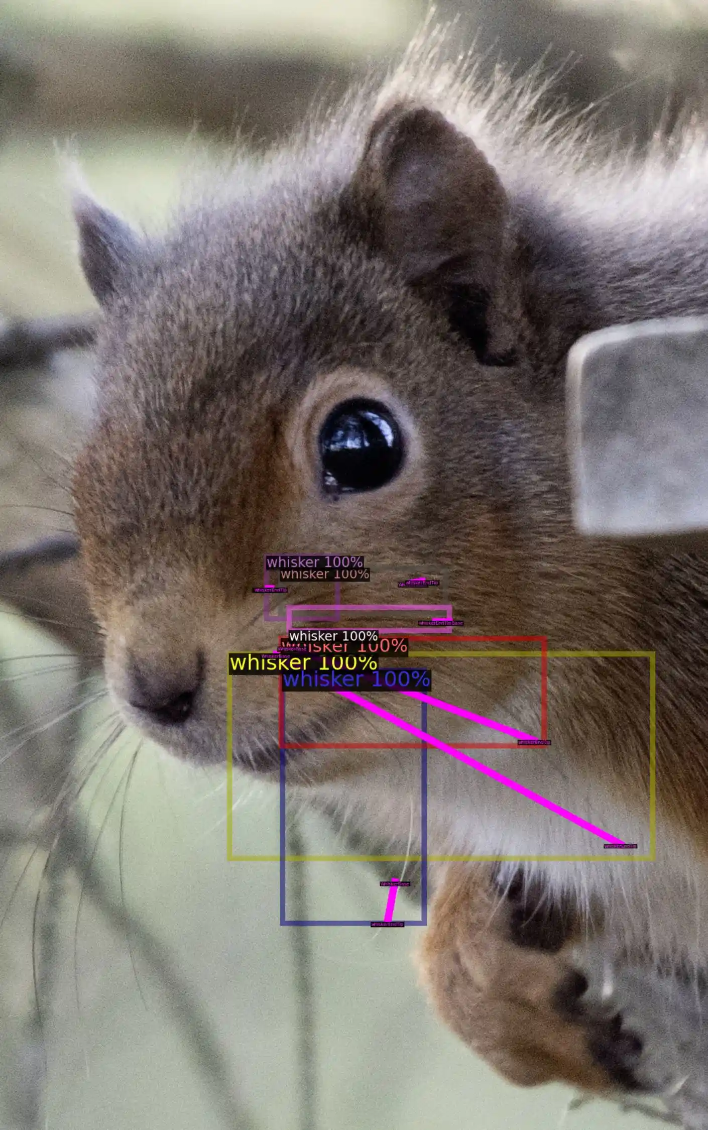 squirrel whisker identification