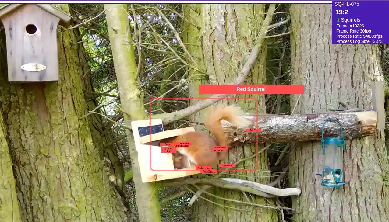 squirrel agent