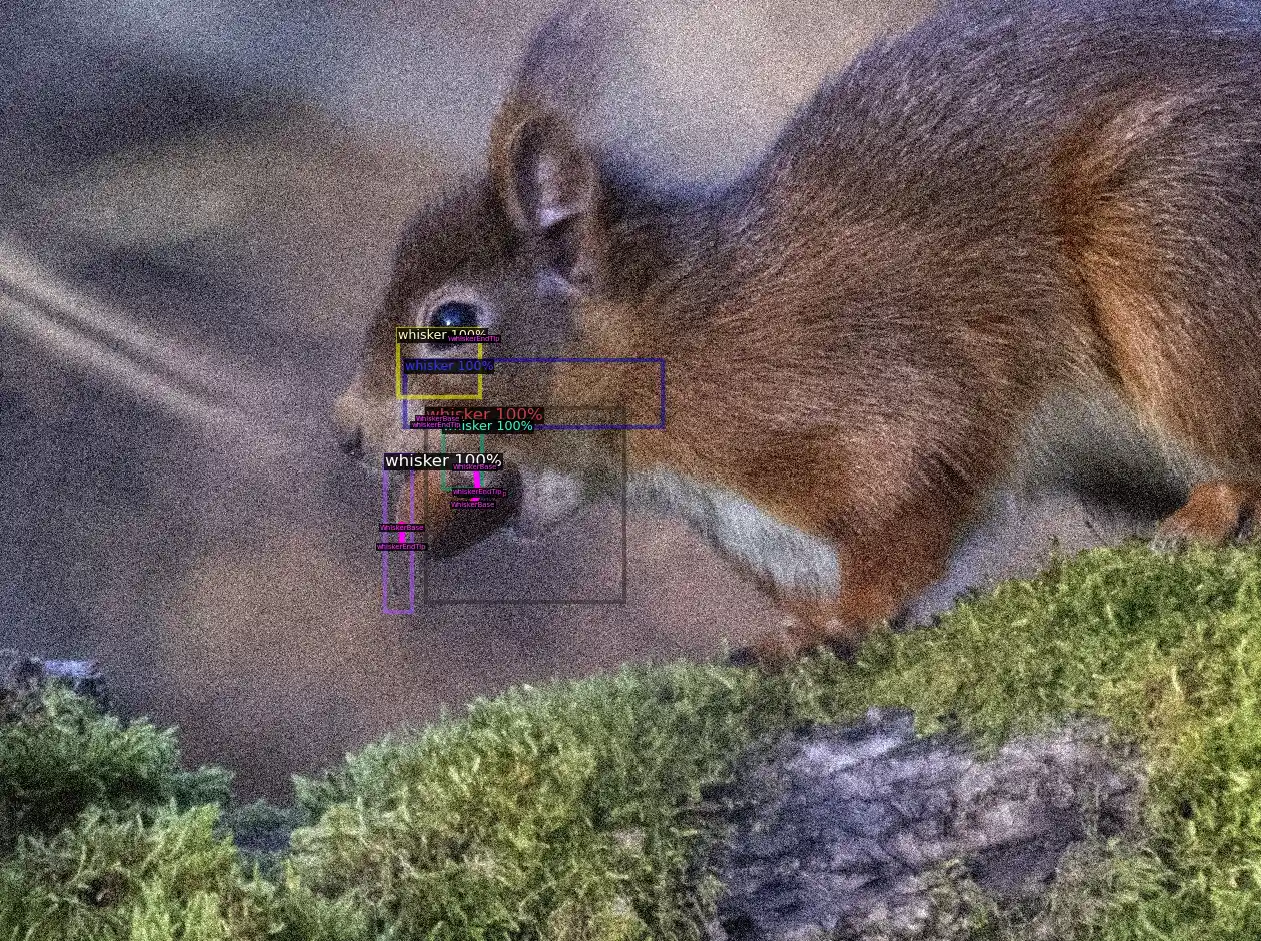 squirrel agent whiskers