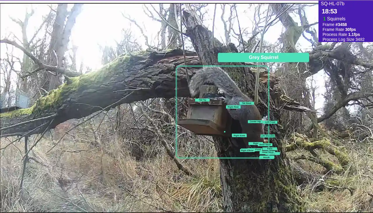grey squirrel detected
