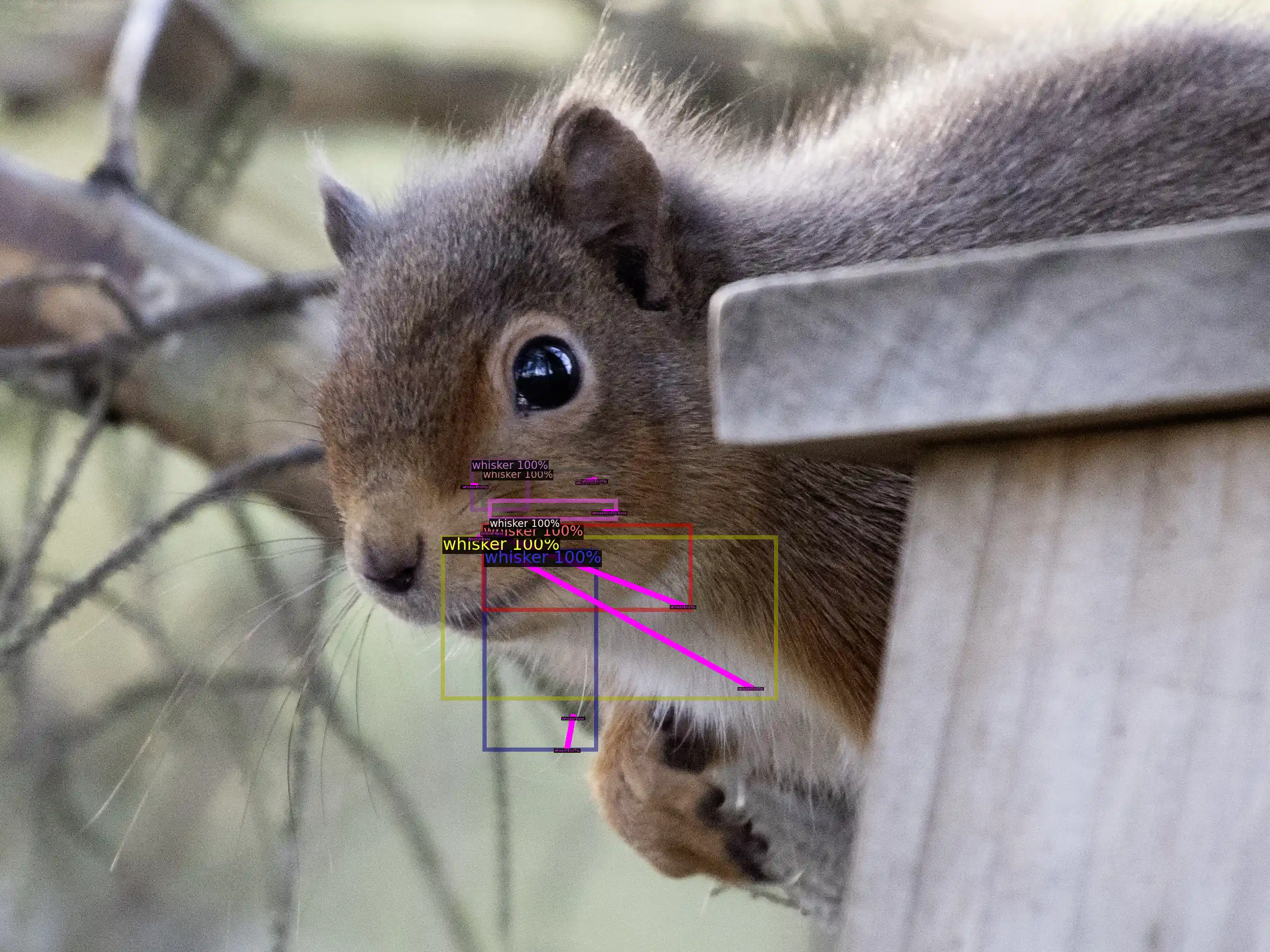 whisker identification with ai