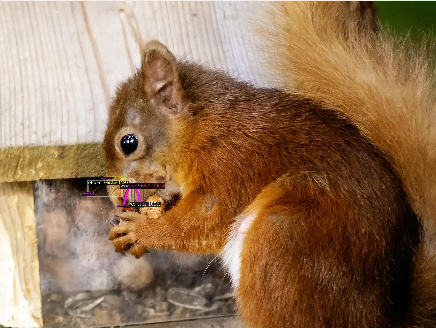 identifying squirrels with whiskers