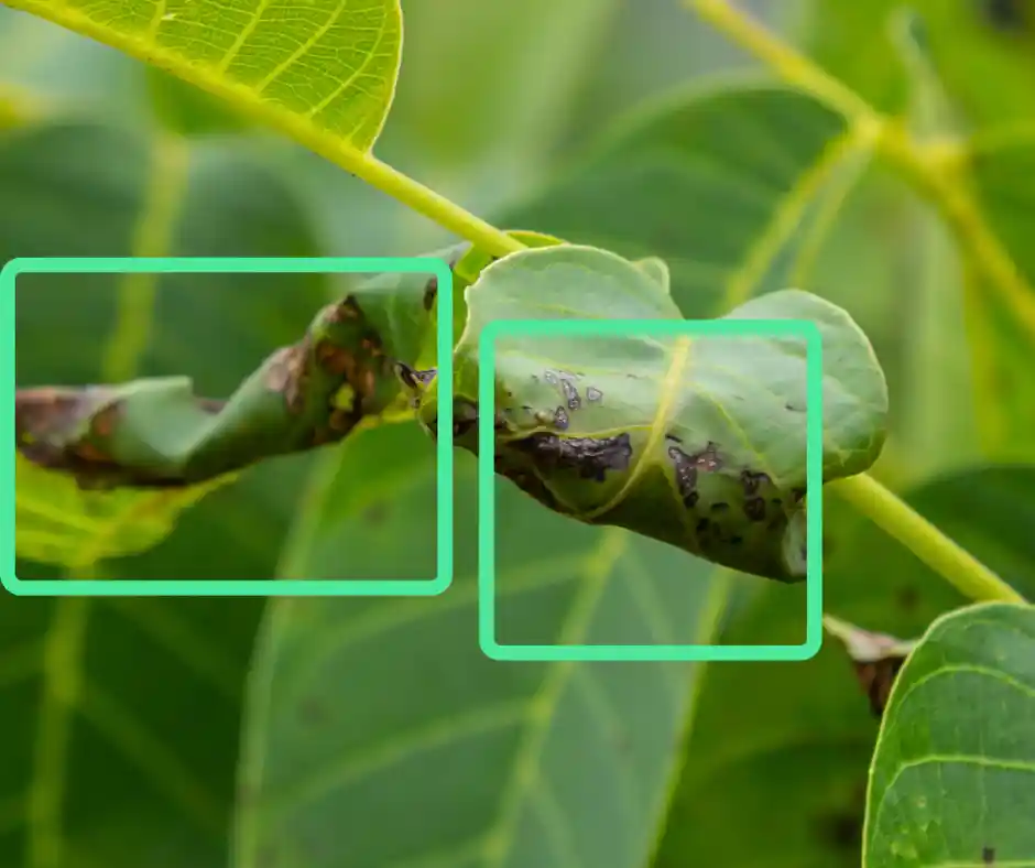 ai detecting plant deficiencies & diseases
