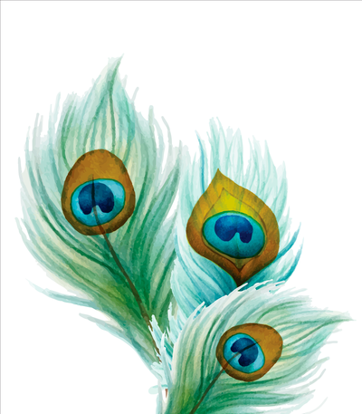 Decorative peacock feathers