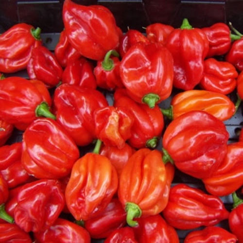 Pepper ( Rodo, hot pepper ) image