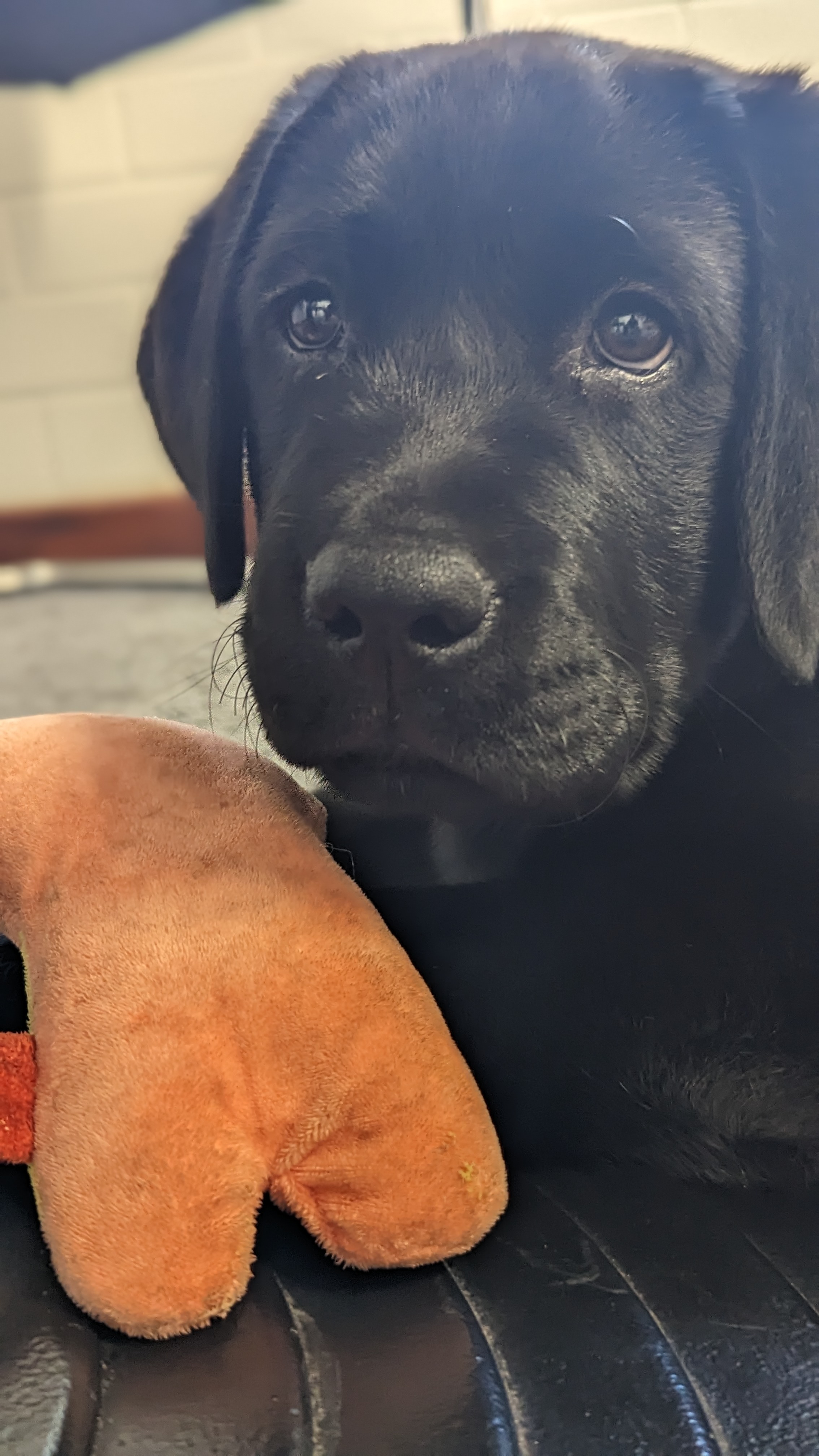 Milo - Moora Residential College's emotional-support pet