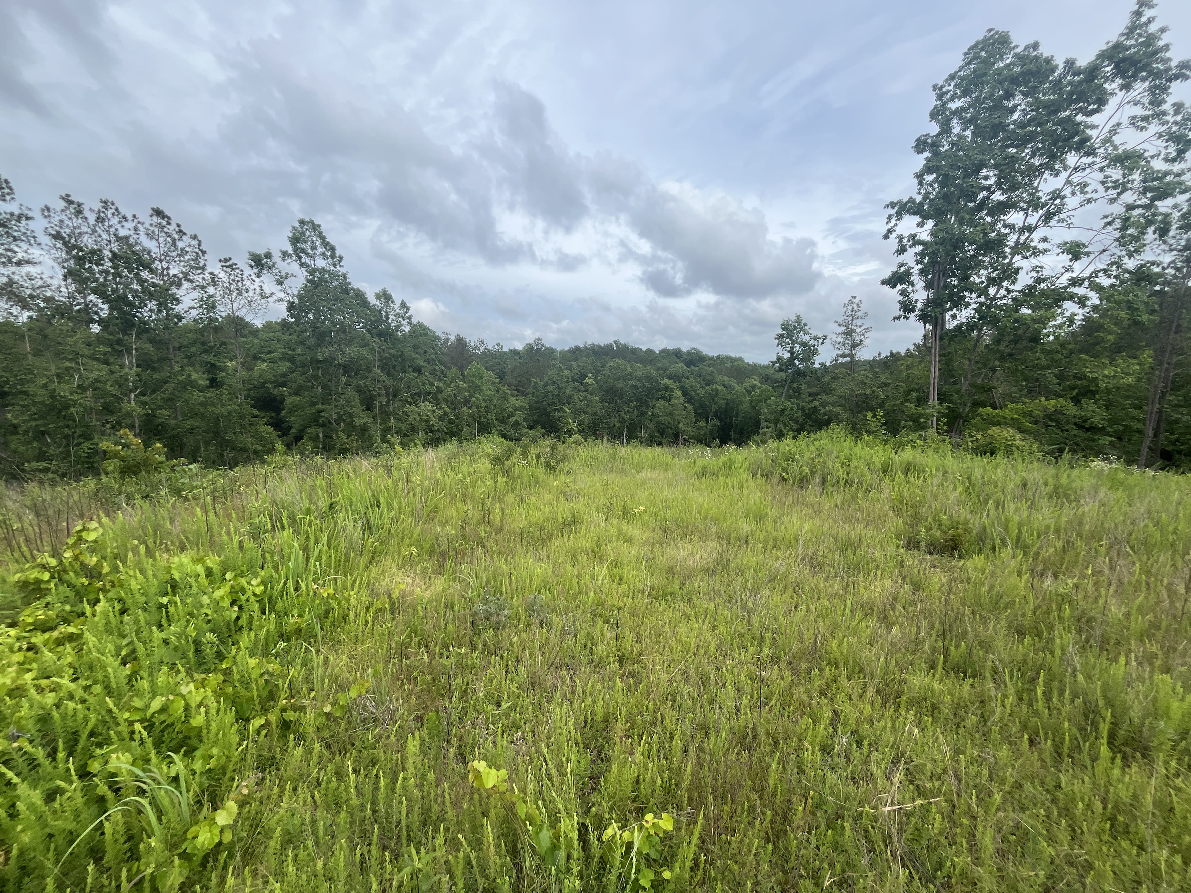 6.36 acres for sale in Decatur, Tennessee