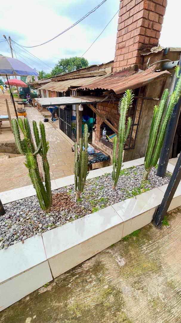 Aménagement extérieur avec jardinière de cactus