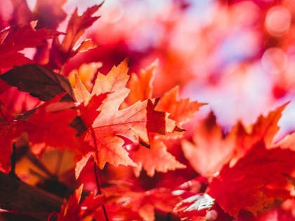 Теплая погода в Алтайском крае на выходных