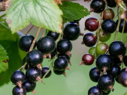 Черная смородина: натуральная защита от рака
