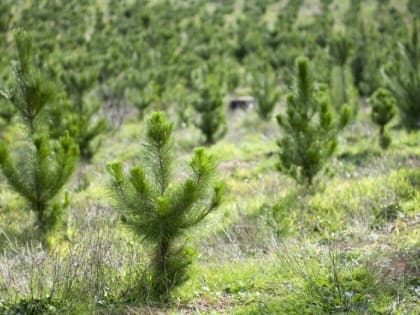 Весной в Алтайском крае проведут работы по лесовосстановлению на площади около 1600 гектаров