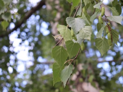 В Железнодорожном районе профильные специалисты обследуют санитарное состояние деревьев