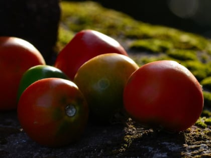 Ограничение в рационе: как томаты влияют на здоровье