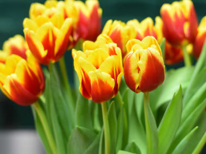 Коллектив Арбитражного суда Алтайского края поздравляет с Международным женским днем!