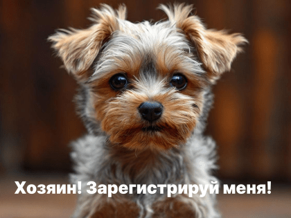 Собаки на учёте: что нужно знать владельцам собак