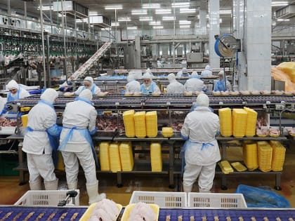 Почти 100 тысяч тонн мяса птицы в год сможет производить после модернизации алтайское предприятие