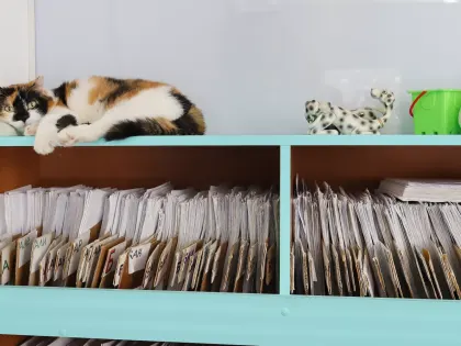 Высокие затраты на лечение домашних животных в Бийске