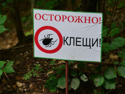 Опасность клещей в Алтайском крае: как защититься от инфекций