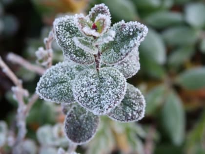 Неустойчивая погода в Горно-Алтайске: морозы и дожди