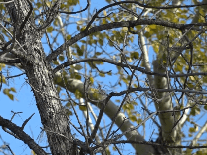 Алтайский край вводит карантин из-за ясеневой златки