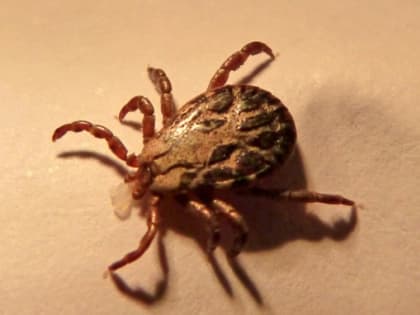 У семи человек в Алтайском крае подозрение на клещевой энцефалит