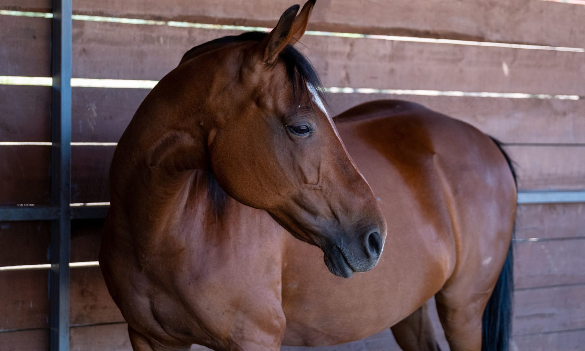 Scottsdale Arizona horse community