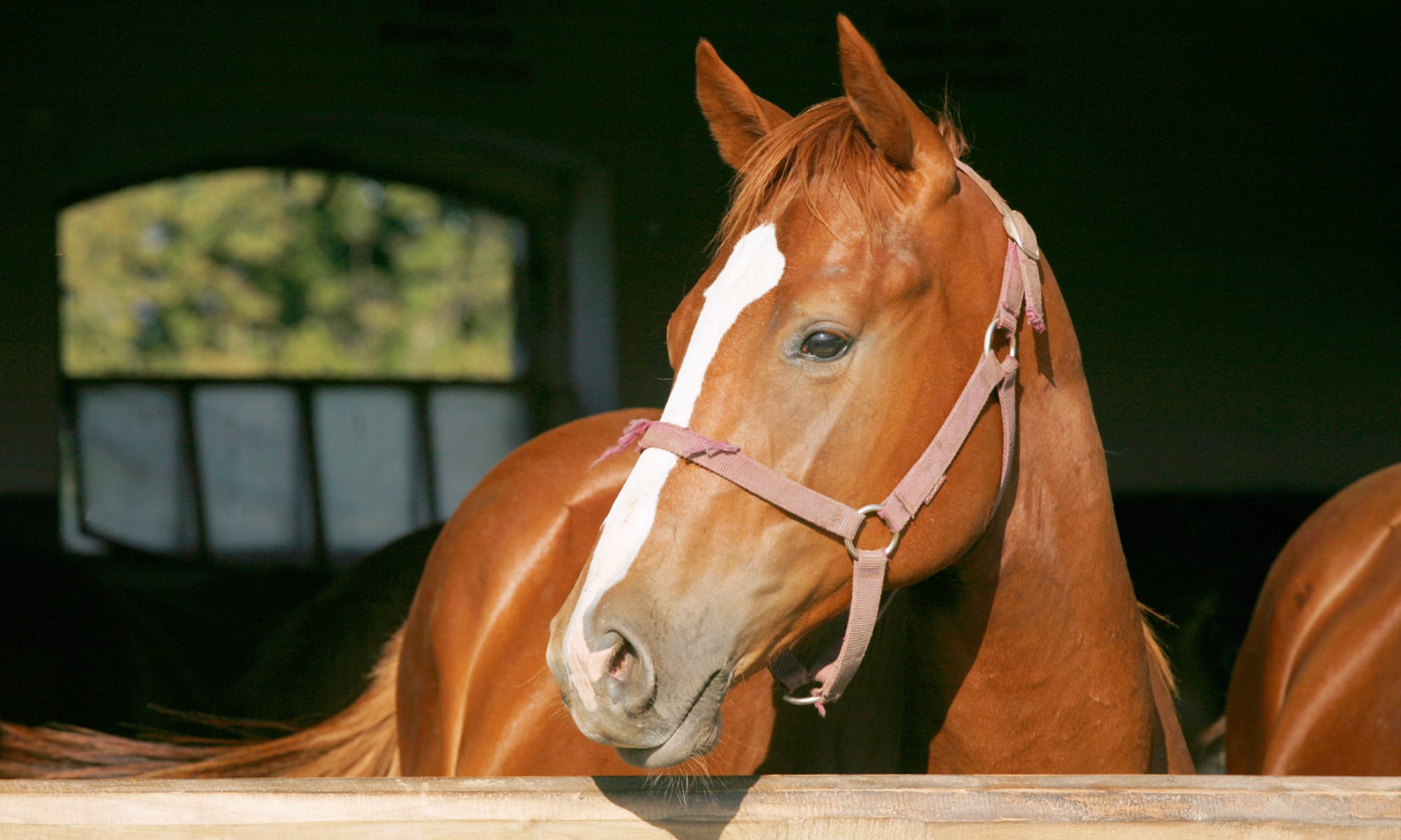 Horse communities in Arizona