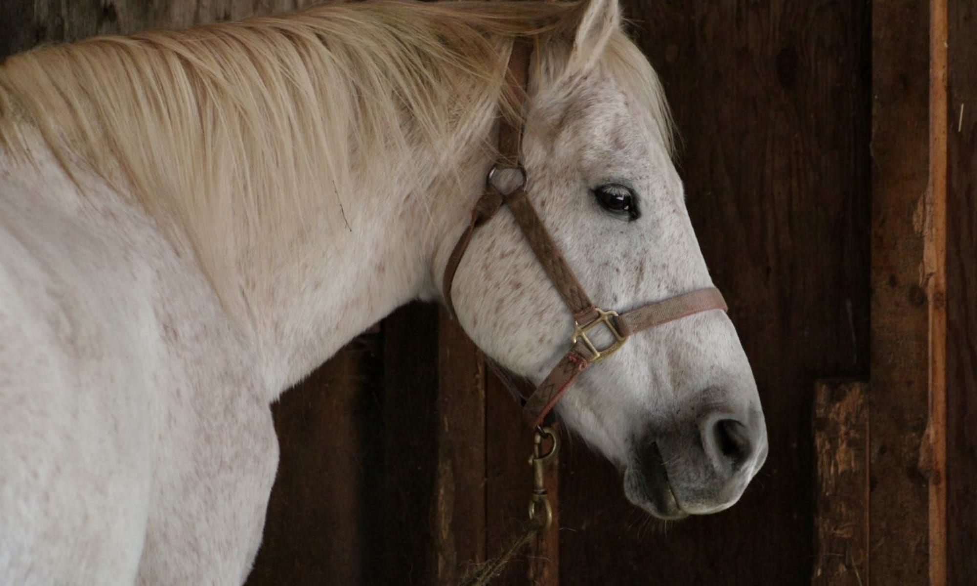 Buckeye Arizona horse community