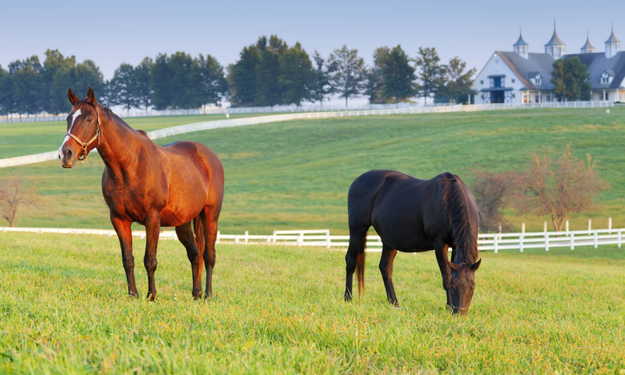 Equestrian Properties