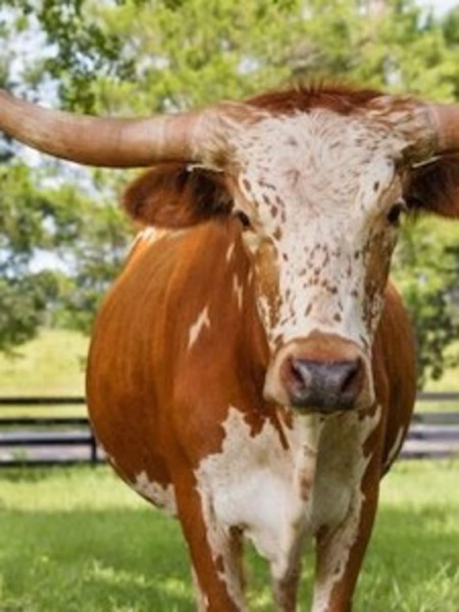 UT