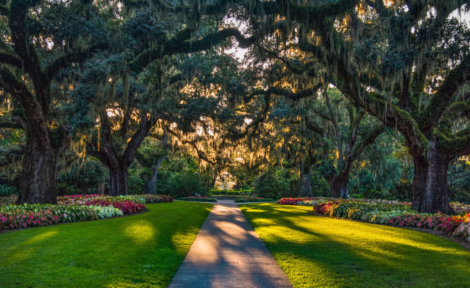 Live oaks draped in Spanish moss in Horry County, SC