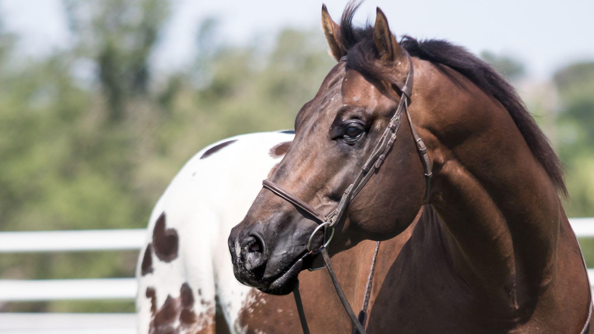Horses on an Arizona horse property
