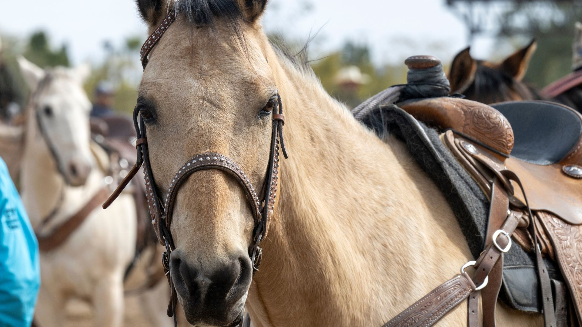 Buckeye Arizona horse community