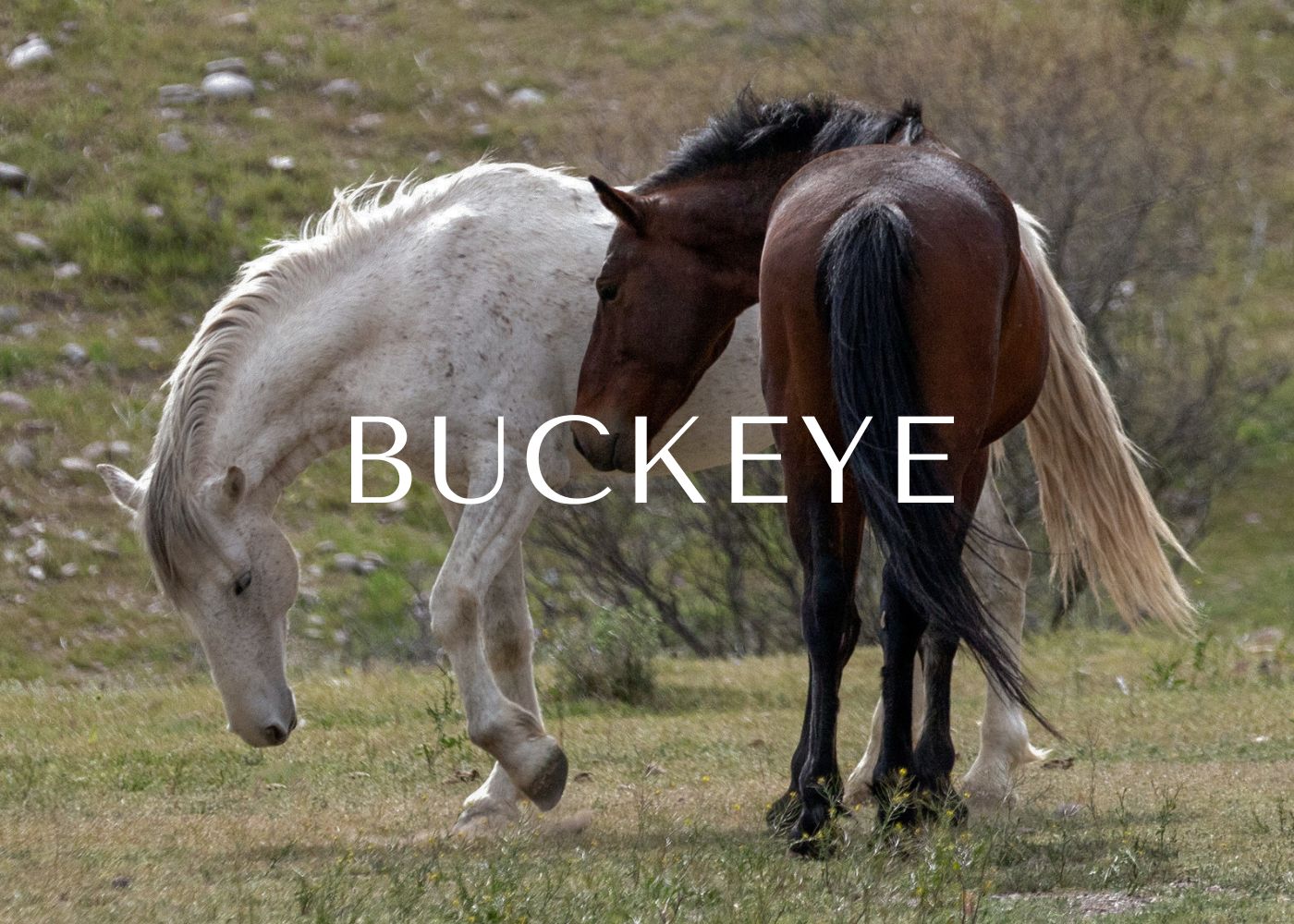 Buckeye golf community